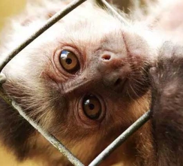 O que é biopirataria?