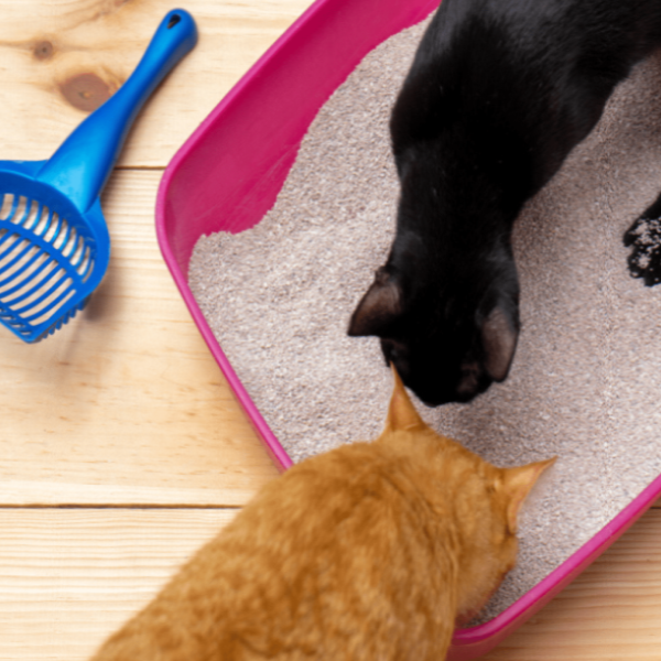 How to dispose of cat litter?